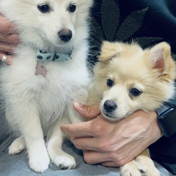 Meet Leo & Luna: Charming Pomeranian Duo in Need of a Loving Home!