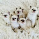 Gorgeous Rag Doll Kittens-3