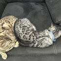 Beautiful bengals looking for a new home.-1