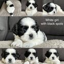 Maltese Shih Tzu Puppies ready in 4 weeks-1