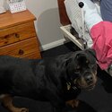 Male Rottweiler- Bear-4