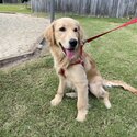 Golden retriever puppy -2