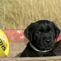 Purebred Labrador Pups - ALL SOLD-0