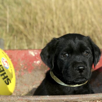 Purebred Labrador Pups - ALL SOLD