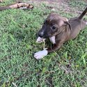 Staffy pup for sale -4