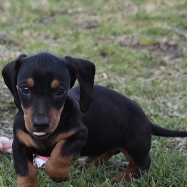 Dachshund male and chihuahua male 