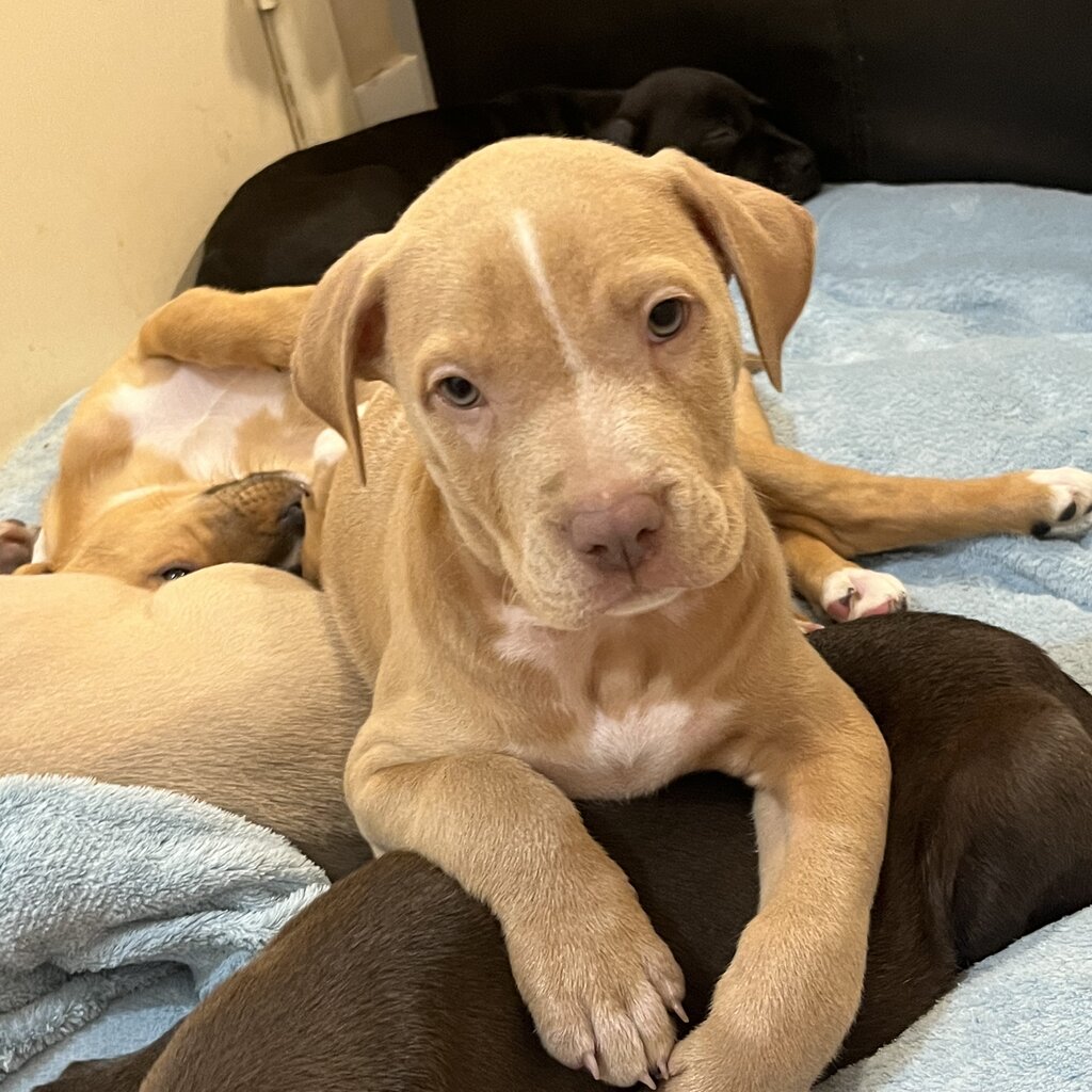 puppies-for-sale