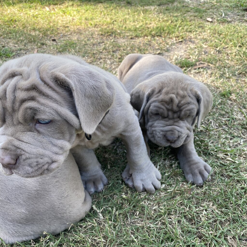 Neo mastiff