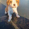 Purebred Cavalier King Charles -1