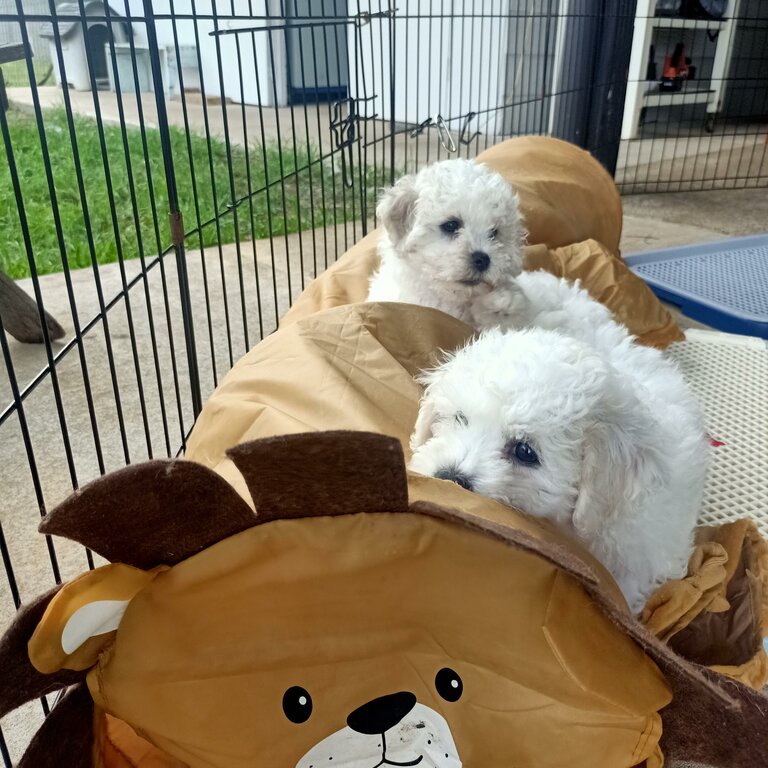 Bichon Frise - purebred