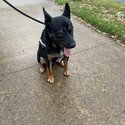 German Shepherd x Kelpie pup-1