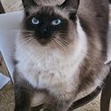 Chocolate point Ragdoll-1