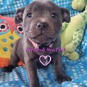 Purbread Staffordshire Bull Terrier puppies-1