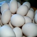 Fresh fertile African grey parrot eggs for sale-1