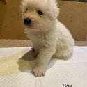 Pure Bred Maremma Sheepdog puppies for sale-1