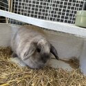 Male rabbit needing new home-0