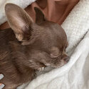 Cute purebred chihuahua puppy for adoption -1