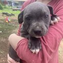 Blue English Staffordshire bull terrier -0