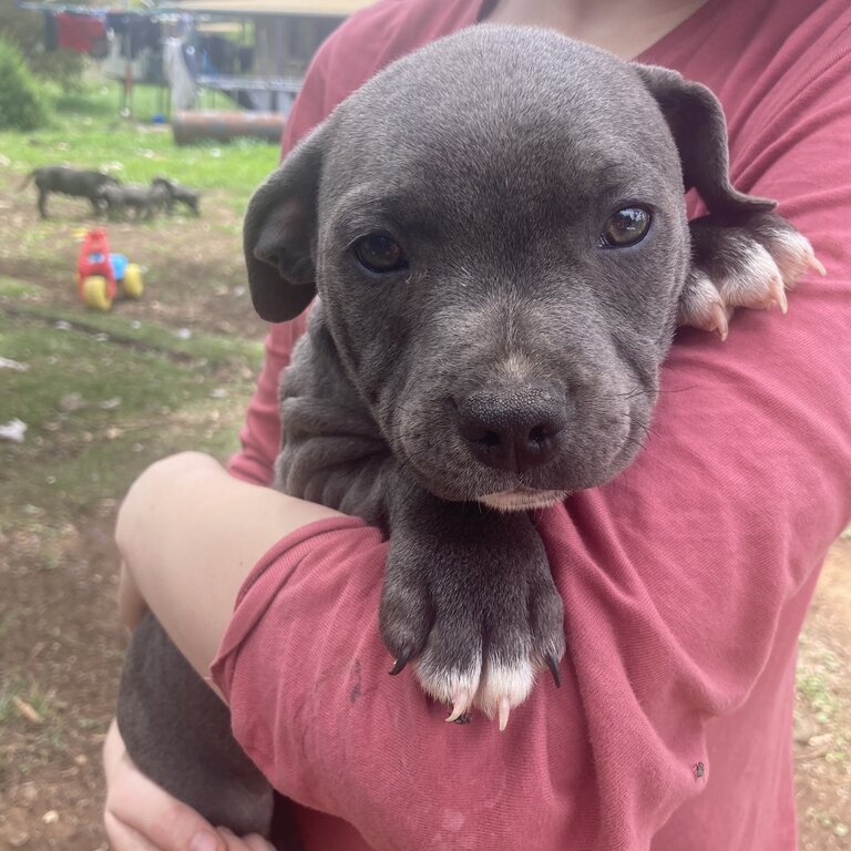 Blue English Staffordshire bull terrier 