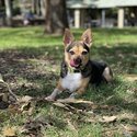 Mini fox terrier x chihuahua -3