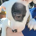 American staffy puppies for sale-5