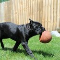 Pure Cane Corso-0