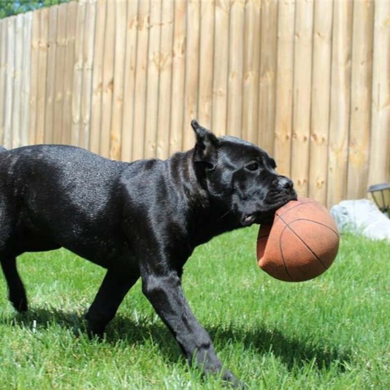 Pure Cane Corso