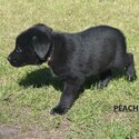 Labrador x Border Collie-3