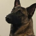 Belgian malinois shepherd-1