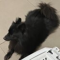 Black Pomeranian Dog-2