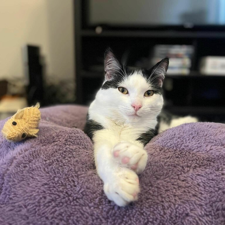 Adorable black/white Moggie Cat (2 years old)