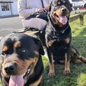 Natural Bobtail Rottweiler Puppies-2