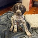 German Shorthaired Pointer Puppies -1