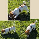 Jack Russell/Foxy Terrier 8 Week Old Puppies -0