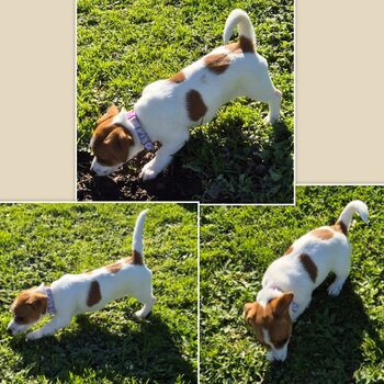 Jack Russell/Foxy Terrier 8 Week Old Puppies 