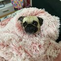 female adult pug-1