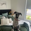 10 Month Old - Female Great Dane -0