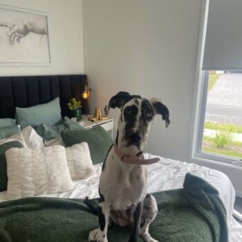 10 Month Old - Female Great Dane 