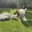 Pure Bred Maremma Sheepdog puppies for sale-2