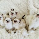 Gorgeous Rag Doll Kittens-5