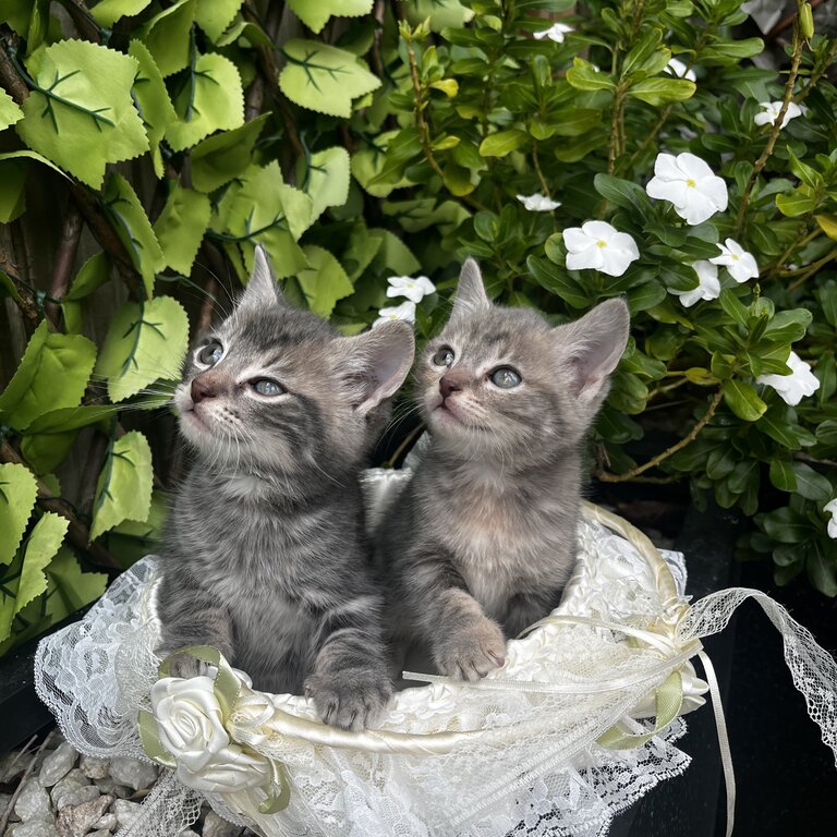 XBRITISH KITTENS