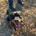 Riley - 16 Month old female Rottweiler -3