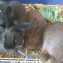 Dwarf Bunnies -1