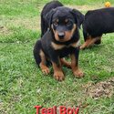 Rottweiler -3