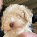 Schnoodle Puppies Minature-1