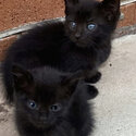 Adorable Tiny All Black Kittens With Blue Eyes (Only 3 left)-1