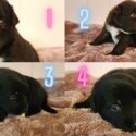 KELPIE X BORDER COLLIE Puppies Ready to Collect (Only 3 Left)-4