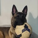 Belgian malinois shepherd-0