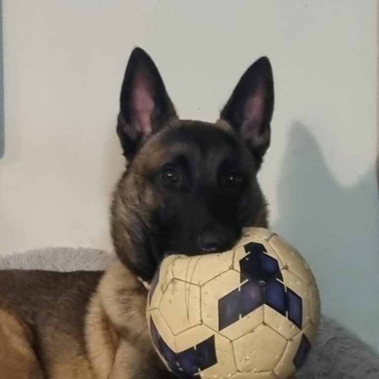 Belgian malinois shepherd