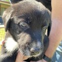 Labrador x Border Collie-5